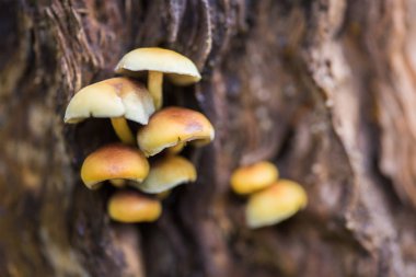 Sahte bal agaric - toksik veya yenmeyen mantar, yenilebilir mantar benzer