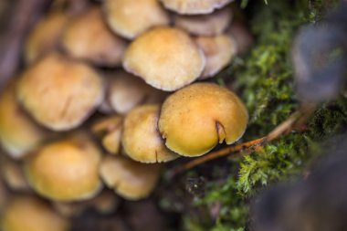 Sahte bal agaric - toksik veya yenmeyen mantar, yenilebilir mantar benzer
