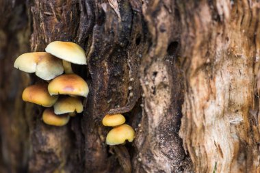 Sahte bal agaric - toksik veya yenmeyen mantar, yenilebilir mantar benzer
