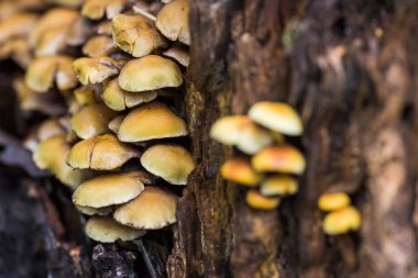 Sahte bal agaric - toksik veya yenmeyen mantar, yenilebilir mantar benzer