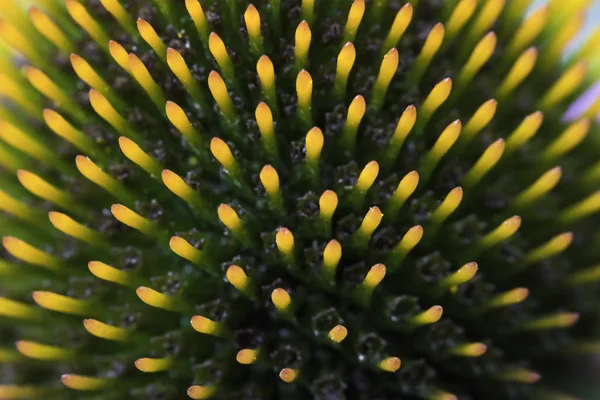 Blütenknospe von Echinacea — Stockfoto