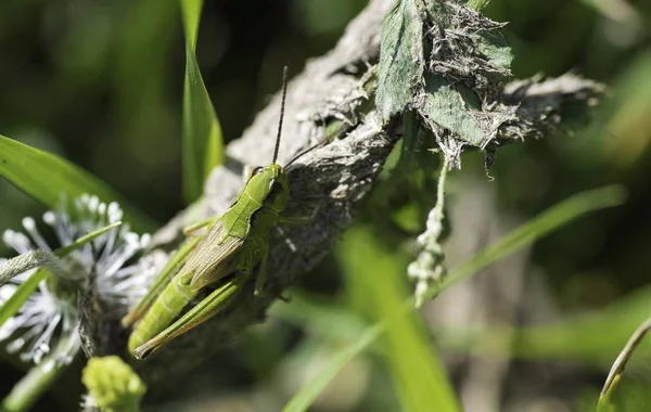 yaprak üzerinde yeşil çekirge