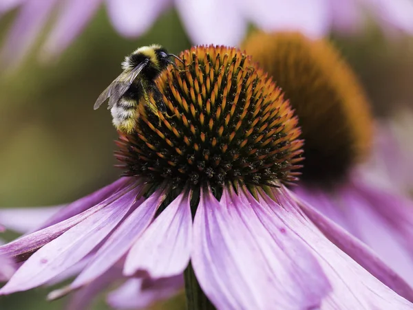 Bir arı nektarı Ekinezya bir çiçek üzerinde toplar.