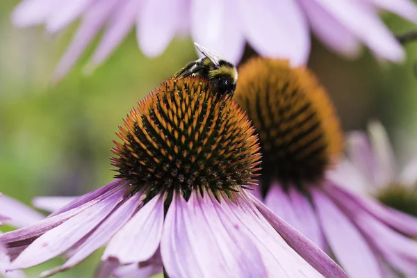 Bir arı nektarı Ekinezya bir çiçek üzerinde toplar.