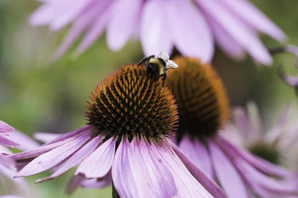 Bir arı nektarı Ekinezya bir çiçek üzerinde toplar.