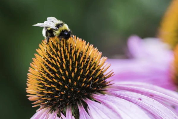 Bir arı nektarı Ekinezya bir çiçek üzerinde toplar.