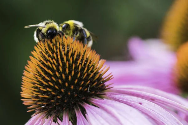 Bir arı nektarı Ekinezya bir çiçek üzerinde toplar.