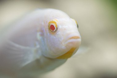 Pinedani pseudotrofeus, Çiklit akvaryum balık