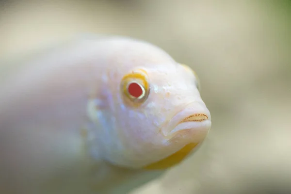 Pinedani pseudotrofeus, Cichlid aquariumvissen — Stockfoto