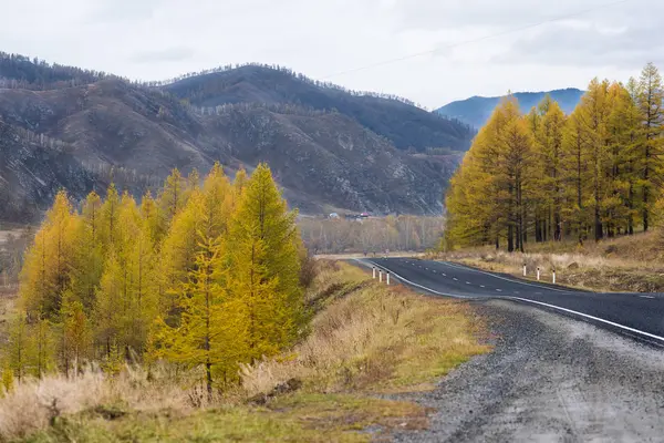 stock image Federal highway M-52 Chuysky tract, asphalt road with markings among the autumn trees.