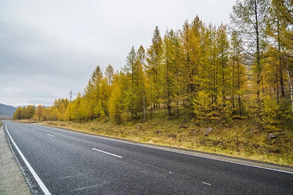 Federal highway M-52 Chuysky tract, asphalt road with markings among the autumn trees. — Stock Photo, Image