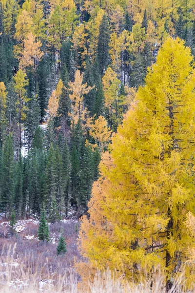 Paysage d'automne de l'Altaï . — Photo