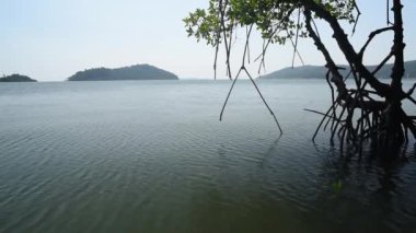 Mangrove forest. Video wide angle lens. Koh Chang island. Thailand.
