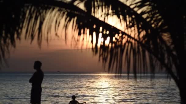 Bladeren Van Palmbomen Een Achtergrond Van Zee Bij Zonsondergang Koh — Stockvideo