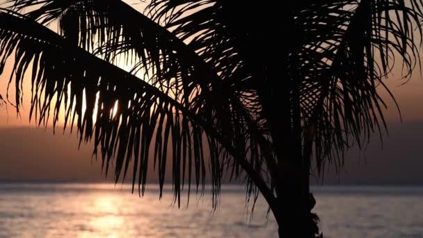 Daun Pohon Palem Latar Belakang Laut Saat Matahari Terbenam Pulau — Stok Video