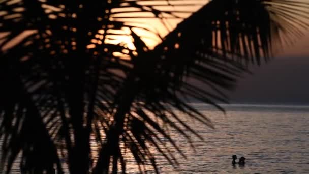 Las Hojas Las Palmeras Sobre Fondo Del Mar Atardecer Isla — Vídeo de stock