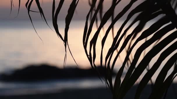 Leaves Palm Trees Background Sea Sunset Koh Chang Island Thailand — Stockvideo