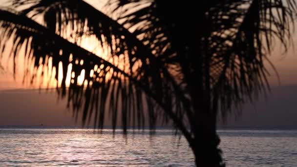 Liście Palm Tle Morza Zachodzie Słońca Wyspa Koh Chang Tajlandia — Wideo stockowe