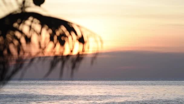 夕日の海を背景にヤシの木の葉 チャン島タイ — ストック動画