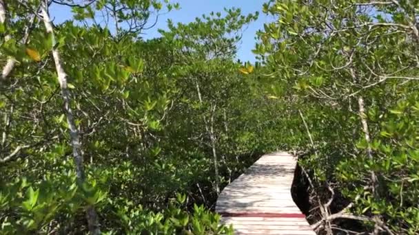 Hutan Bakau Video Lensa Sudut Lebar Pulau Koh Chang Thailand — Stok Video