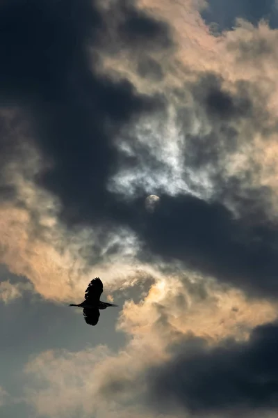 Kuş ve güneş ışınları — Stok fotoğraf