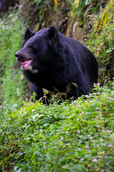 Urso negro na floresta — Fotografia de Stock