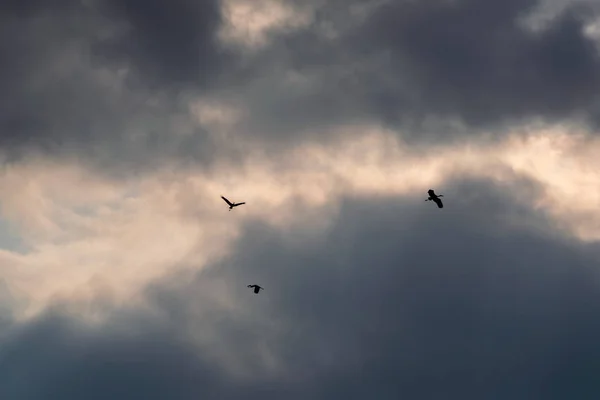 Uccelli nubi e il sole — Foto Stock