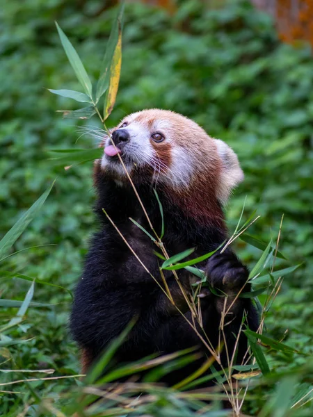 Panda vermelha rara na floresta — Fotografia de Stock