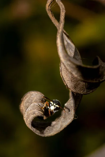 Une Fourmi Erre Sur Une Feuille — Photo