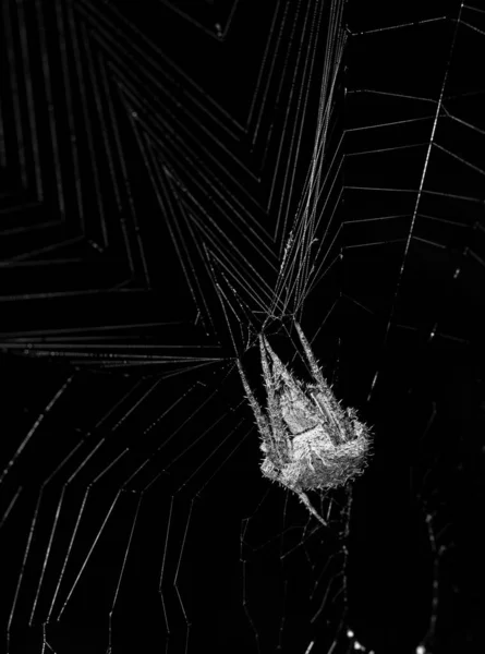 Uma Aranha Está Vagando Sua Teia — Fotografia de Stock