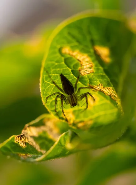 Eine Spinne Streift Auf Einem Blatt — Stockfoto