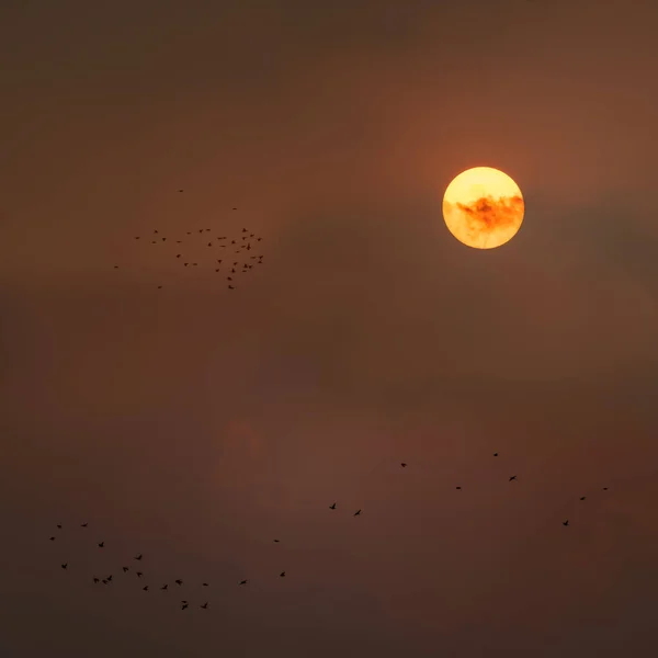 Flock Bird Flying Close Sun — Stock Photo, Image