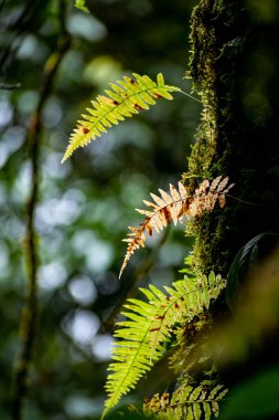 Sikkim 'de Yuksom' da sarı yaprağın güzel soyut bir görüntüsü. 