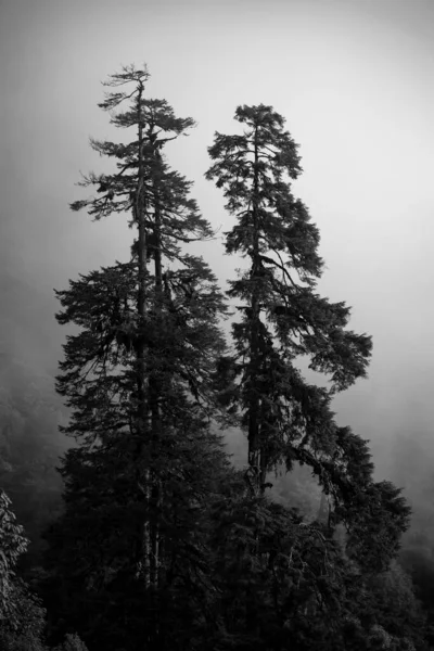 Ein Schöner Bergblick Mit Nebel Und Wolken Yuksom Sikkim — Stockfoto