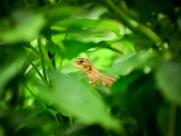 Eine Kleine Gelbe Indische Eidechse Kriecht Durch Den Dschungel — Stockfoto