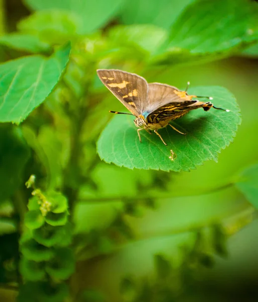 Коричневий Крихітний Метелик Сидить Красивому Зеленому Листі — стокове фото