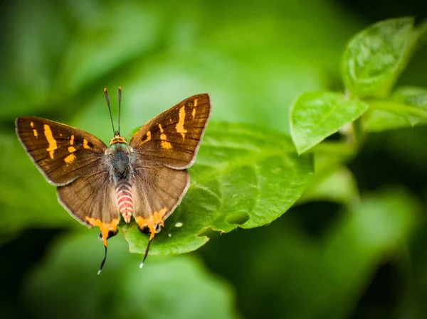 Ein Brauner Winziger Schmetterling Sitzt Auf Einem Schönen Grünen Blatt — Stockfoto