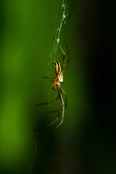 Uma Bela Aranha Colorida Está Pendurada Uma Árvore Floresta — Fotografia de Stock