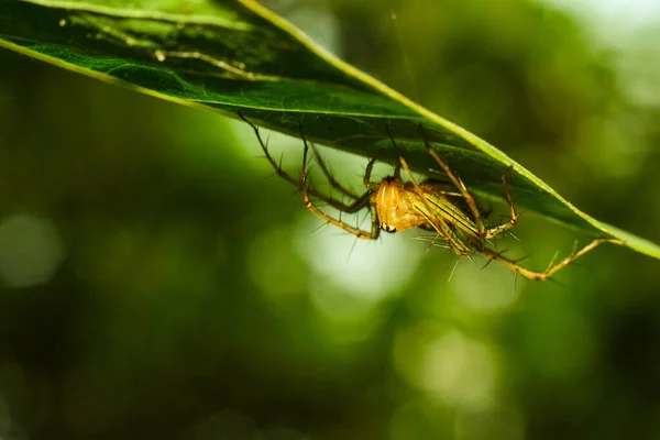 Uma Bela Aranha Colorida Está Pendurada Uma Árvore Floresta — Fotografia de Stock