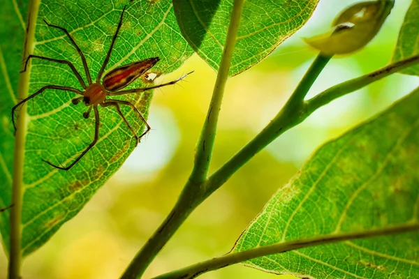 Eine Schöne Bunte Spinne Hängt Einem Baum Wald — Stockfoto