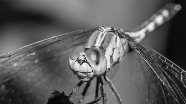 Eine Schöne Winzige Libelle Sitzt Mit Ausgebreiteten Flügeln Auf Einem — Stockfoto
