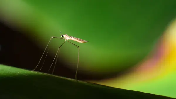 Une Punaise Bijou Est Cerclée Autour Une Branche Feuilles Semble — Photo