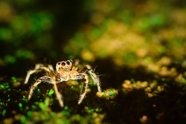 Krásný Barevný Pavouk Visí Stromě Lese — Stock fotografie