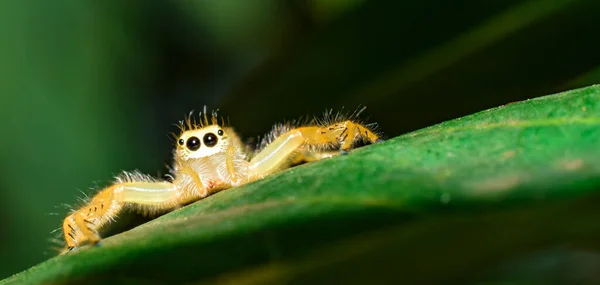 Uma Bela Aranha Colorida Está Pendurada Uma Árvore Floresta — Fotografia de Stock