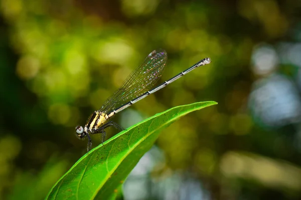 Une Belle Petite Libellule Est Assise Sur Une Feuille Avec — Photo