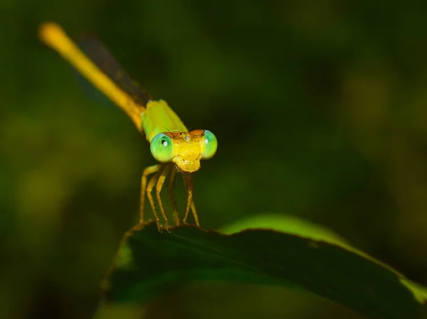 Une Belle Petite Libellule Est Assise Sur Une Feuille Avec — Photo