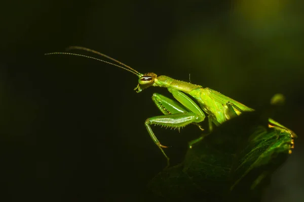 Ein Schöner Heuschrecke Sucht Sein Futter Wald — Stockfoto