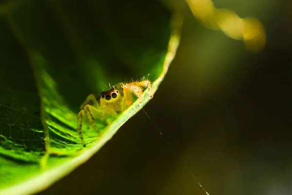 Una Hermosa Araña Colores Cuelga Árbol Bosque —  Fotos de Stock