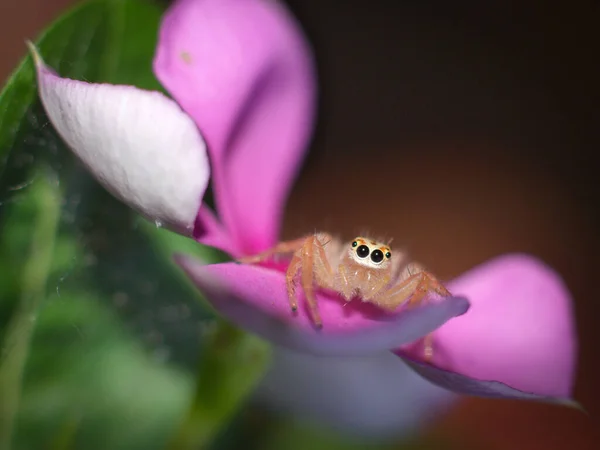 Uma Bela Aranha Colorida Está Pendurada Uma Árvore Floresta — Fotografia de Stock