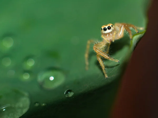 Uma Bela Aranha Colorida Está Pendurada Uma Árvore Floresta — Fotografia de Stock